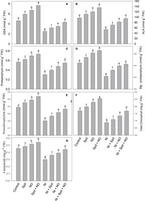 Supplementation of nitric oxide and spermidine alleviates the nickel stress-induced damage to growth, chlorophyll metabolism, and photosynthesis by upregulating ascorbate–glutathione and glyoxalase cycle functioning in tomato